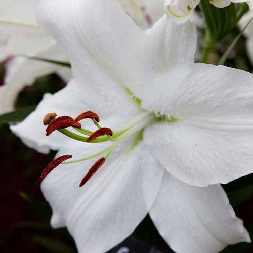 Oriental Lilies White