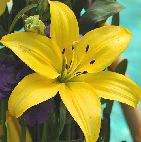 Asiatic Lilies Yellow