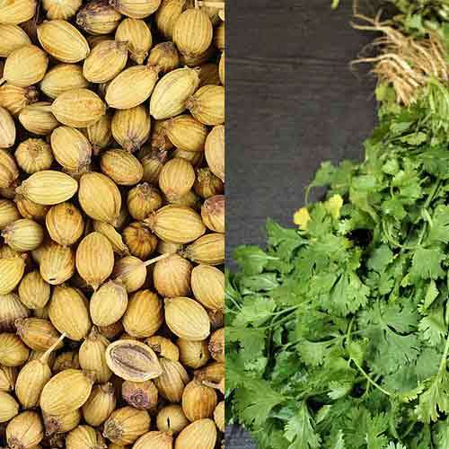 Dhaniya / Coriander - 400gms