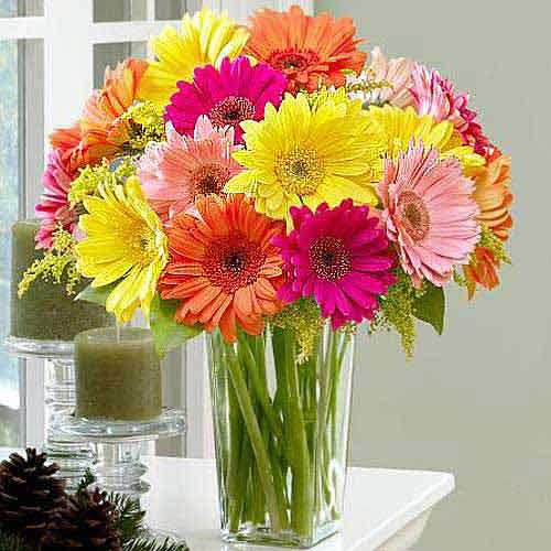 Colorful Gerbera  Daisies