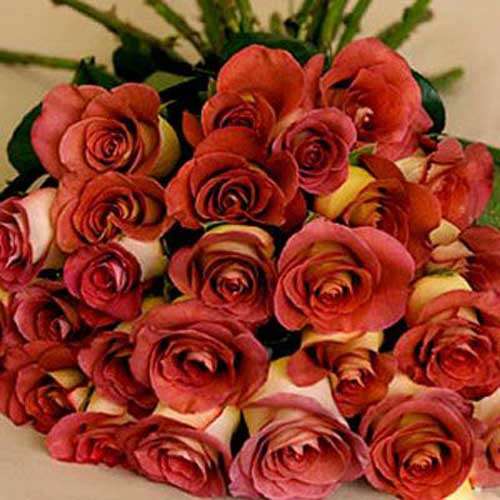 18 hot orange roses - Jordan Delivery Only