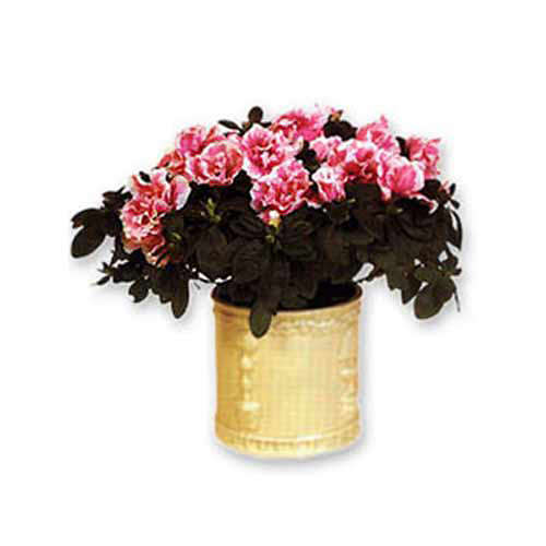 Azalea in a Planter- Tajikistan Delivery Only