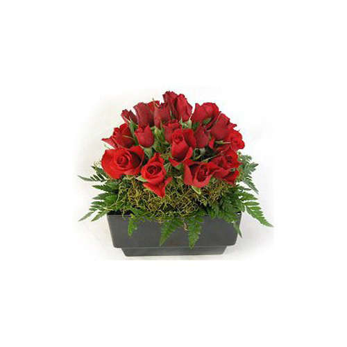 Beautiful Roses - New Zealand Delivery Only
